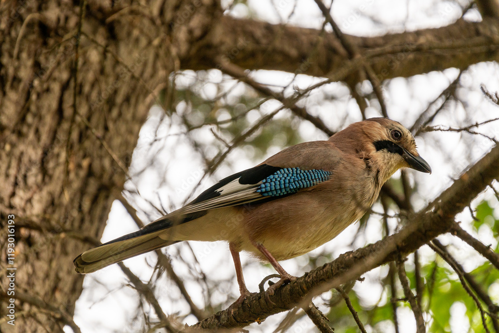 Fototapeta premium Jay Perched on a branch in a tree