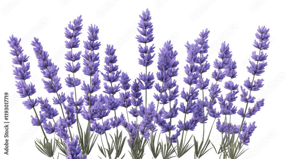 Lavender Flowers with Purple Blooms and Green Leaves Lavender Flowers with Purple Blooms and Green Leaves