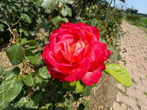 Fototapeta Naklejka Na Ścianę i Meble -  red rose in garden
