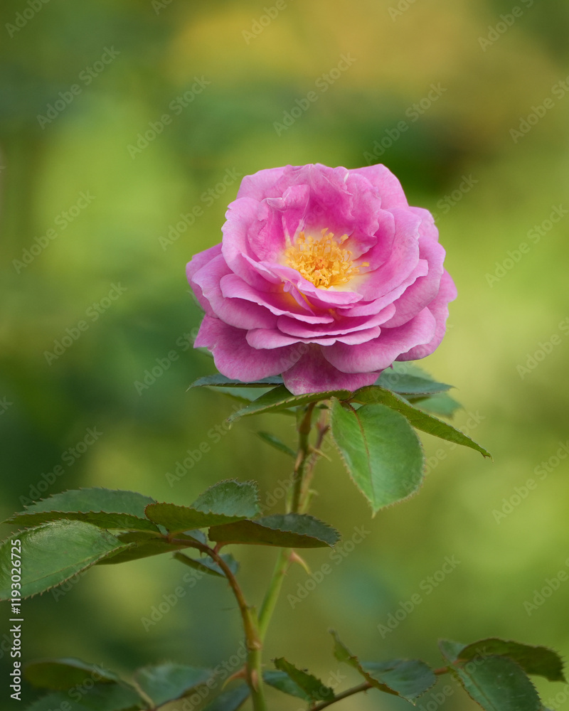 A pink Rose in the morning light A pink Rose in the morning light