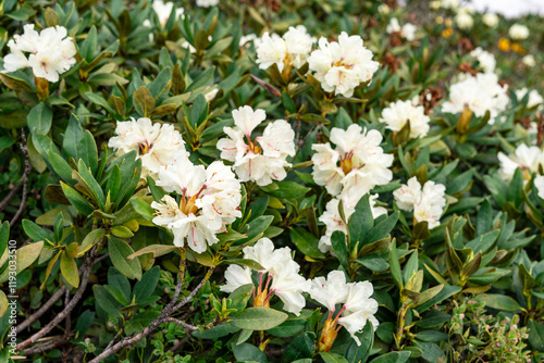 scenic view of white rhododendrons flourishing in spring, with delicate petals and red stamens , rich green foliage , seasonal blooming in garden or wild setting Rhododendron caucasicum photo