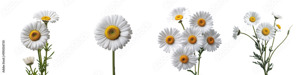Fototapeta premium Collection of daisy isolated on a white background as transparent PNG 