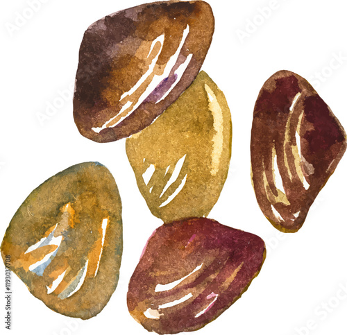 Watercolor painted clams. Hand drawn fresh seafood design element isolated on white background.