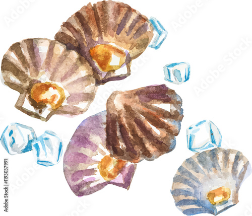 Watercolor painted scallops. Hand drawn fresh seafood design element isolated on white background.