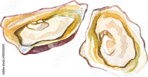 Watercolor painted oysters. Hand drawn fresh seafood design element isolated on white background.