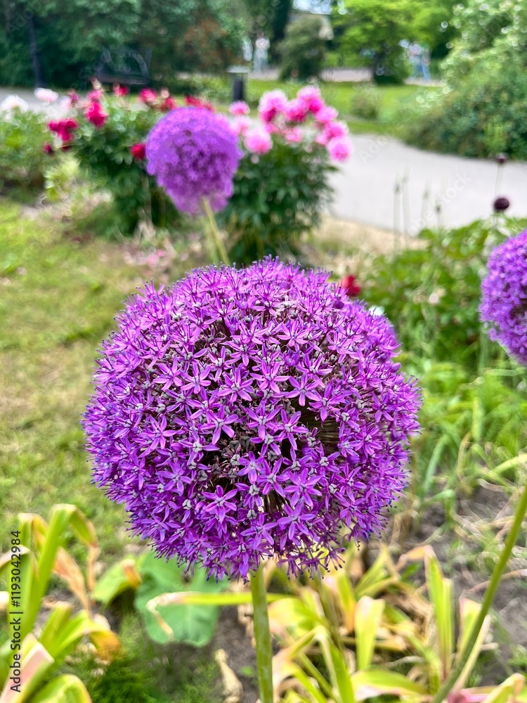 Obraz premium Blooming Allium Gladiator with bright purple round inflorescences on a long stem in a floral summer garden. Flower background