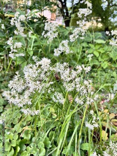 Luzula nivea. Evergreen ornamental grass with white blooming inflorescences in a summer garden. Floral background photo