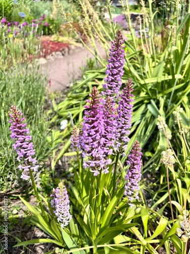 Dactylorhiza fuchsii.  A blooming purple wild flower or Wild Orchid in a summer flower garden. Floral background photo