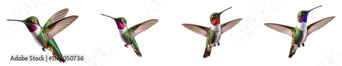 Collection of hummingbird isolated on a white background as transparent PNG

