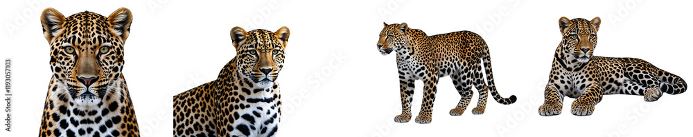 Obraz premium Collection of leopard isolated on a white background as transparent PNG 