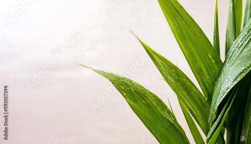 Background with dewy leaves photographed closeup, wallpaper, banner, nature, plants, fresh