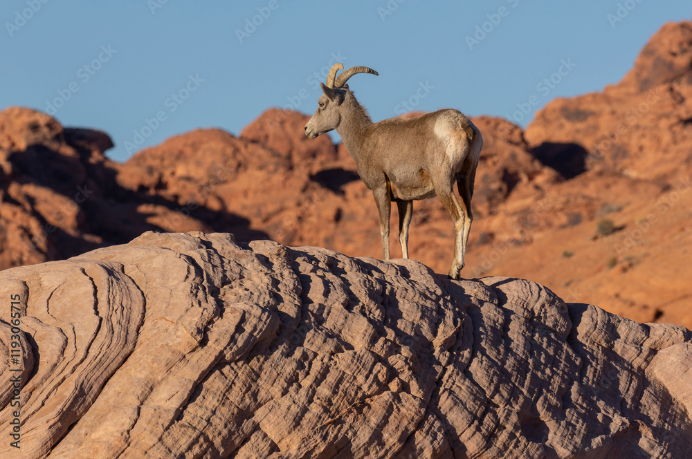 Desert Bighorn Sheep ewe in Valley of Fire State park Nevada Desert Bighorn Sheep ewe in Valley of Fire State park Nevada