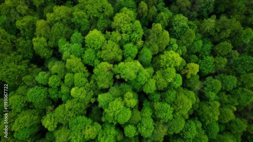 Aerial Drone Footage of Lush Tropical Rainforest | Drone Shot of Dense Tropical Forest Canopy and Vibrant Nature