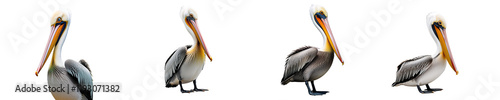 Collection of pelican isolated on a white background as transparent PNG
