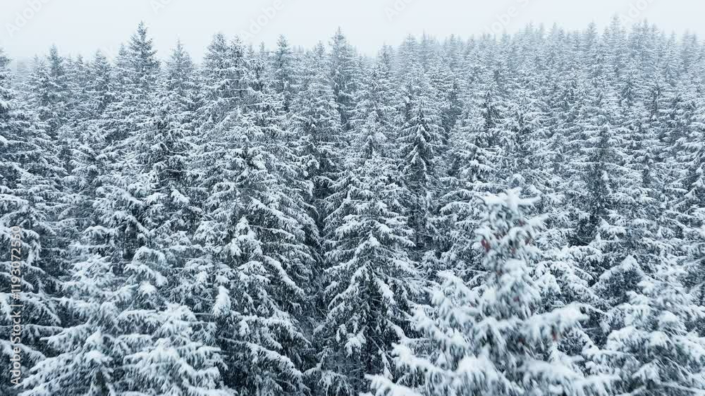 Snow forest winter storm blizzard frost wild nature wood tree Snow forest winter storm blizzard frost wild nature wood tree