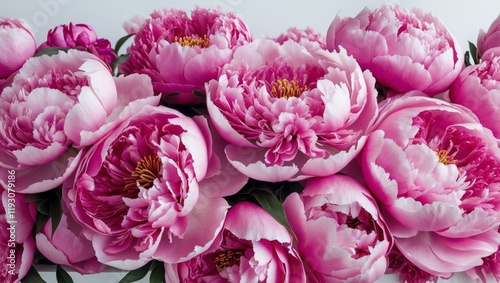 Fototapeta Naklejka Na Ścianę i Meble -  vibrant large bouquet of bright magenta peonies close up with lush petals and rich colors