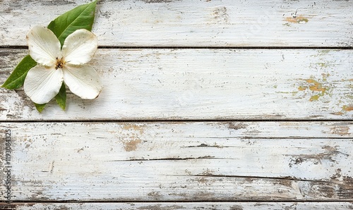 White flower on rustic wood background, copy space for spring themes.
