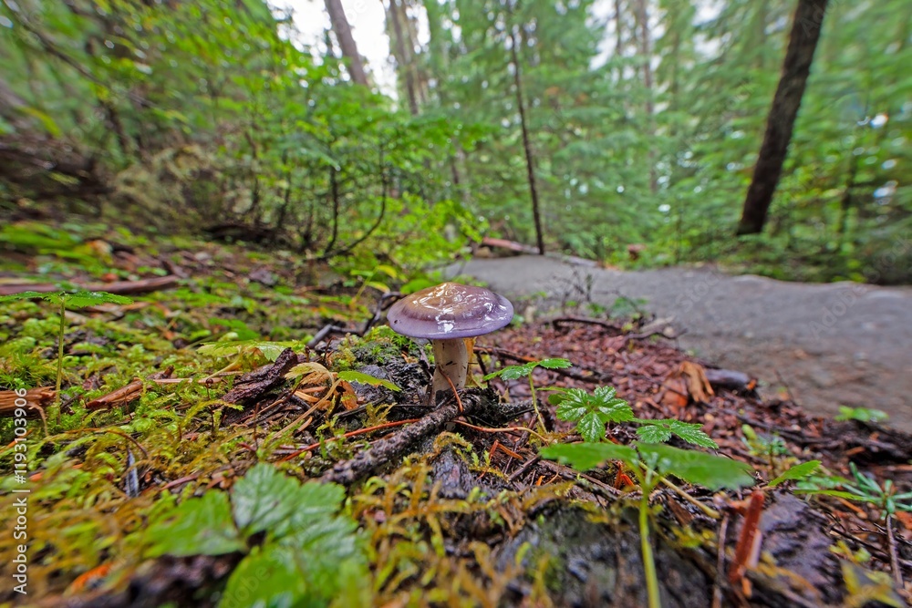 Close up of a purple mushroom on forest floor with moss and wet leaves Close up of a purple mushroom on forest floor with moss and wet leaves