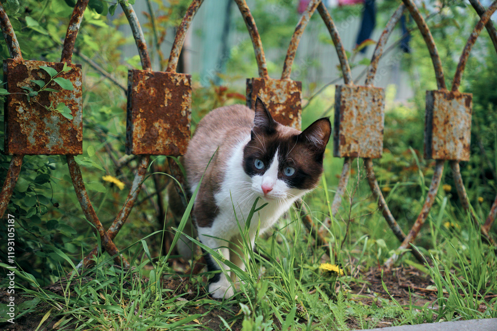 A street cat climbs through the fence into the garden A street cat climbs through the fence into the garden