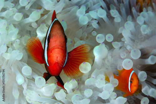 The tomato clownfish (Amphiprion frenatus). Photo was taken in the island Romblon, Philippines photo