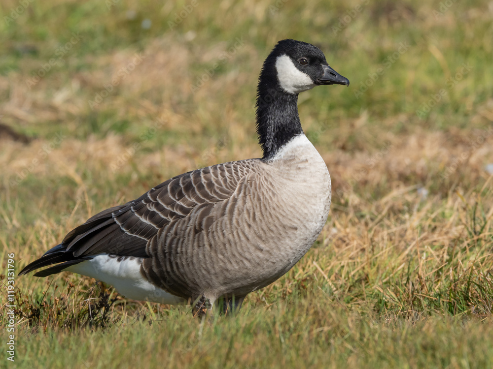 A Cackling Goose standing in short grass A Cackling Goose standing in short grass