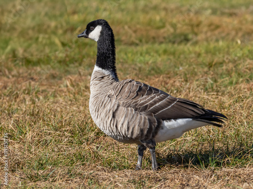 A Cackling Goose standing in short grass