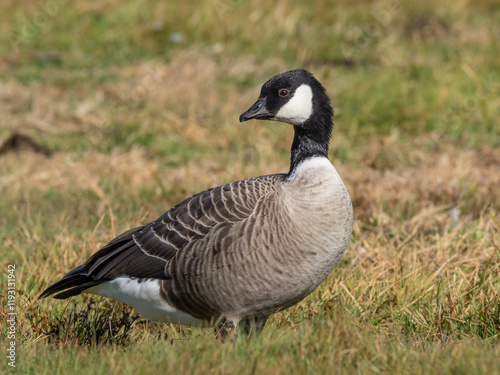 A Cackling Goose standing in short grass