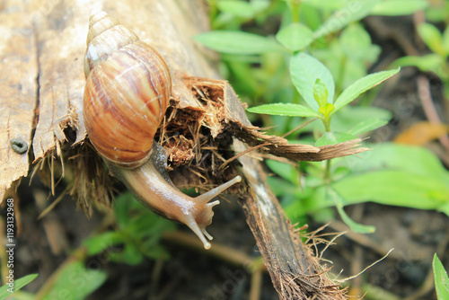 a snail on a dry coconut tree trunk