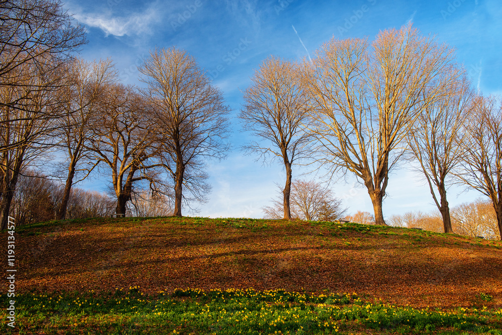 Park in early spring. Hill with trees and daffodils blooming on the slope. Park in early spring. Hill with trees and daffodils blooming on the slope.