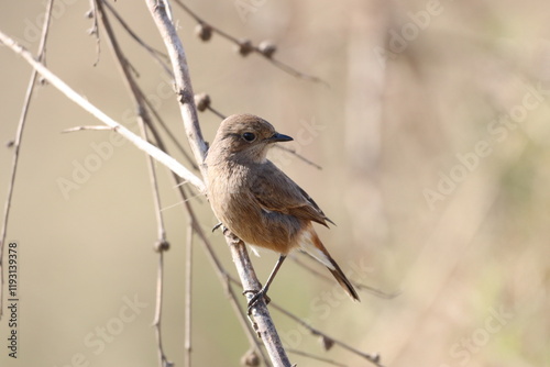 Prinia on a branch photo