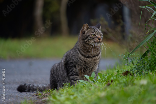 路上で何かを狙ってるキジトラ柄の野良猫
