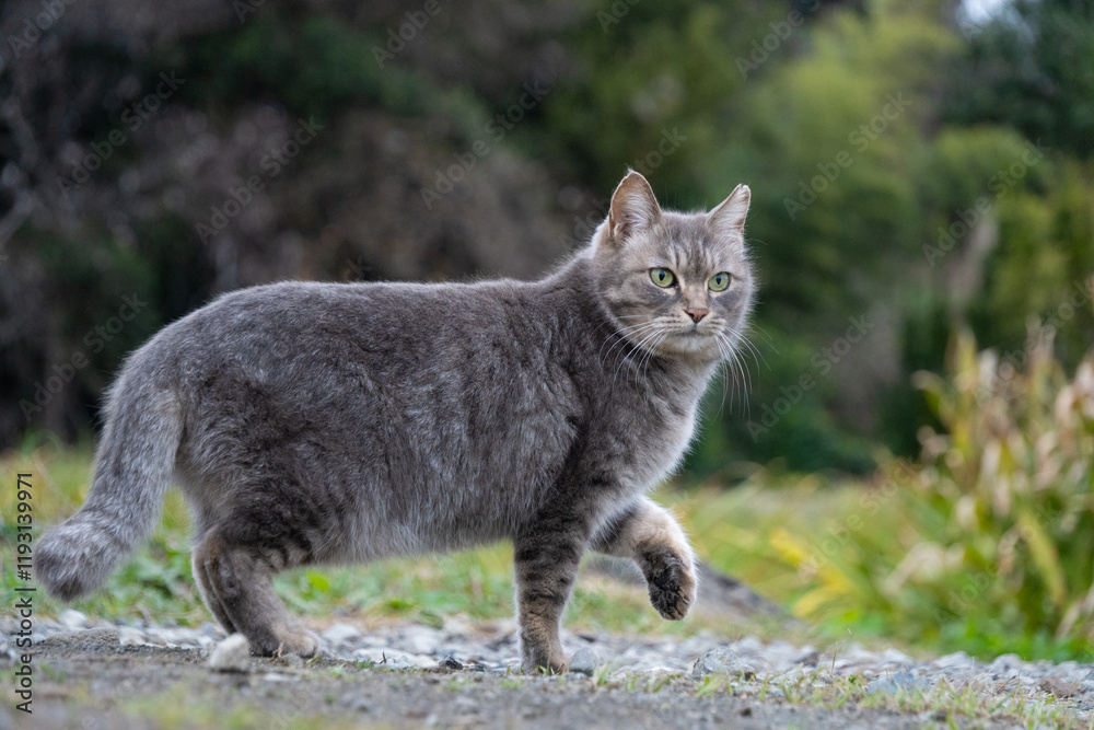 Obraz premium 自然公園で前足を出してるポーズをしてるグレーの毛並みの野良猫