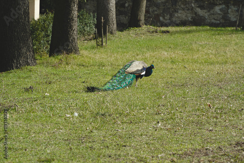 A beautiful peacock walks proudly on the grass. The bird has a blue color. The peacock is waiting for the right moment to spread its tail. photo