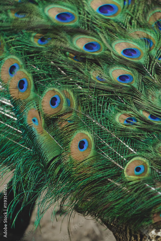 Fototapeta premium The iridescent feathers of the peacock shimmer in full splendor on the bird's body. Every detail reflects its unsurpassed charm and grace. A true emblem of elegance and grandeur.