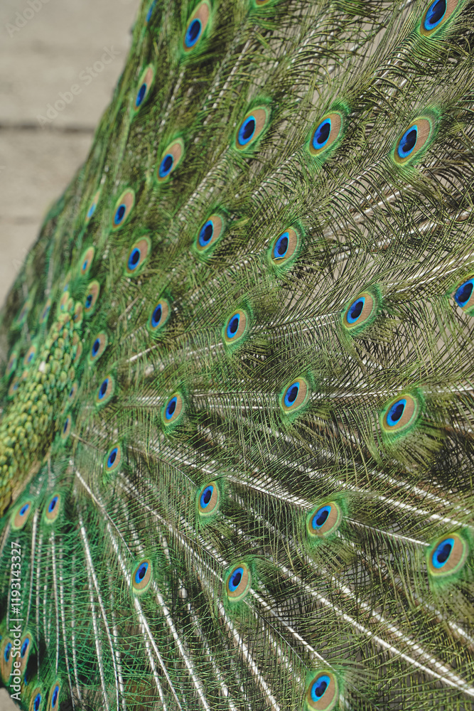 Fototapeta premium Fully extending its tail, the peacock reveals an explosion of vivid colors and intricate patterns. The majestic bird embodies grace and splendor. A moment of awe-inspiring beauty.
