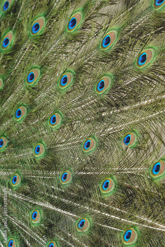 Obraz premium A moment of awe-inspiring beauty. Fully extending its tail, the peacock reveals an explosion of vivid colors and intricate patterns. The majestic bird embodies grace and splendor.
