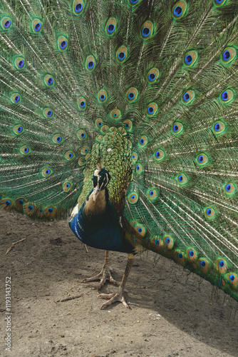 A captivating image of natural beauty. A peacock stands tall, its radiant tail feathers extended in a breathtaking display. The intricate patterns and vibrant hues exude elegance. photo