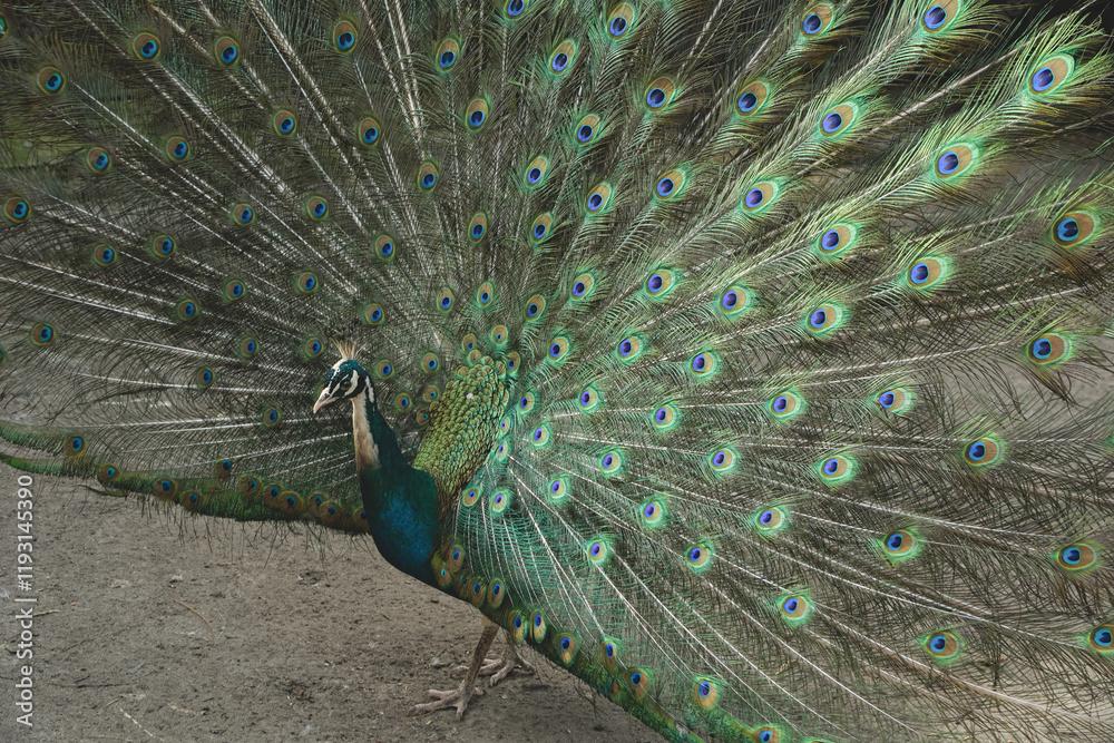 Fototapeta premium This stunning display captures the bird's regal presence. A true embodiment of nature's artistry. With its tail feathers fully fanned, the peacock showcases a dazzling array of colors.