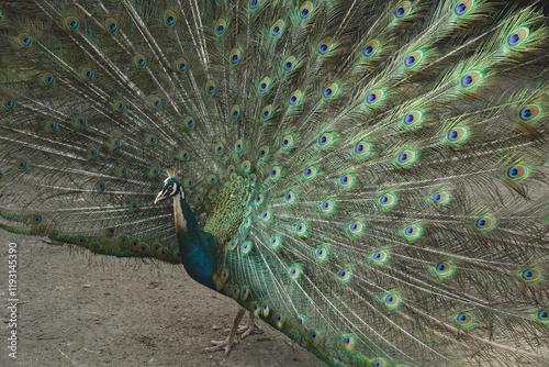 This stunning display captures the bird's regal presence. A true embodiment of nature's artistry. With its tail feathers fully fanned, the peacock showcases a dazzling array of colors. photo