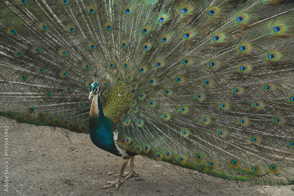 Naklejka premium This stunning display captures the bird's regal presence. A true embodiment of nature's artistry. With its tail feathers fully fanned, the peacock showcases a dazzling array of colors.