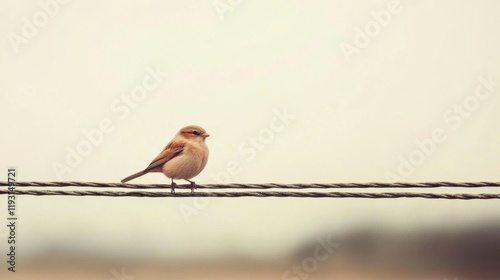 Small brown bird perched on a wire against a blurred background. photo