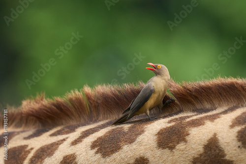 Red-billed Oxpecker (Buphagus erythroryncha) looking for ticks and other thinks to eat on the neck of a Thornicroft giraffe (Giraffa camelopardalis thornicrofti) in South Luangwa National Park, Zambia