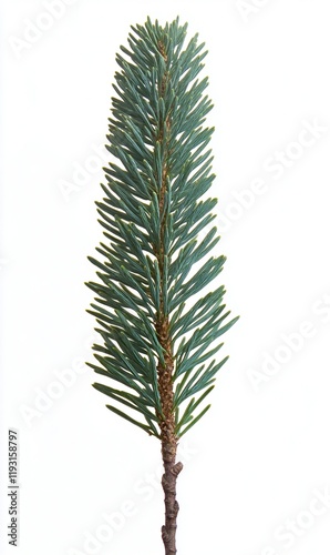 Single blue spruce fir tree branch isolated on white for holiday or nature designs