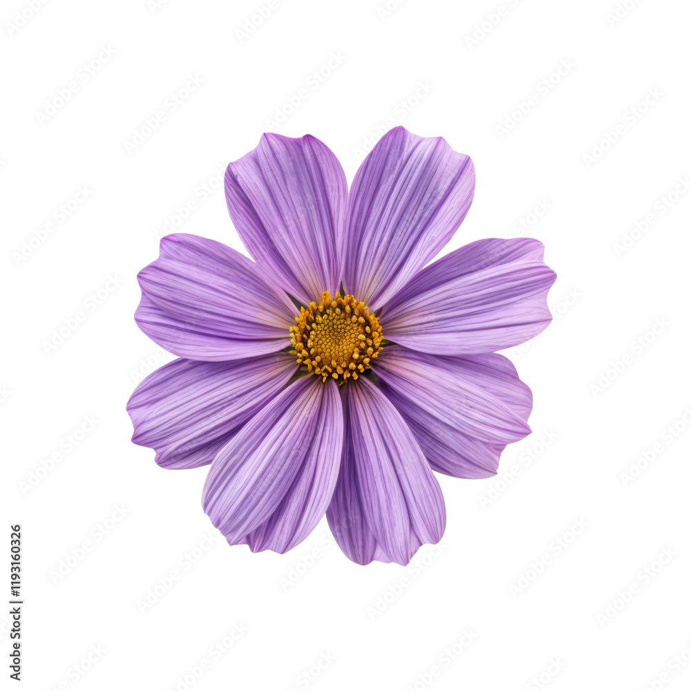 Radiant Violet Petals: A captivating close-up of a delicate cosmos flower, boasting a vibrant violet hue, intricate petal patterns, and a sunlit golden center. Radiant Violet Petals: A captivating close-up of a delicate cosmos flower, boasting a vibrant violet hue, intricate petal patterns, and a sunlit golden center.
