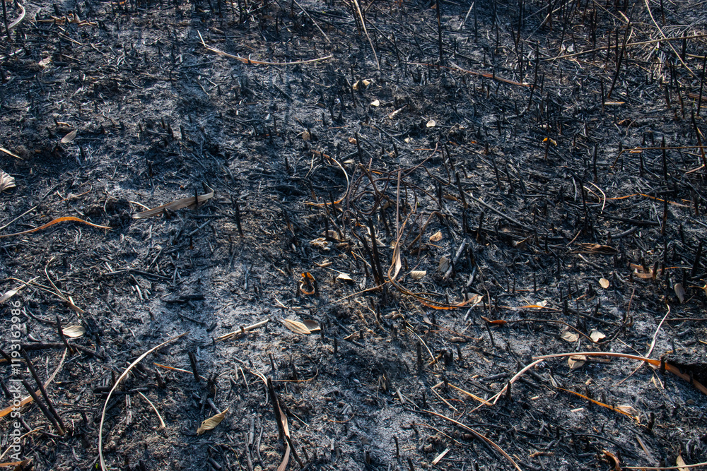 Burning, grassland, wildfires, firefighting, texture, background, illustrations Burning, grassland, wildfires, firefighting, texture, background, illustrations