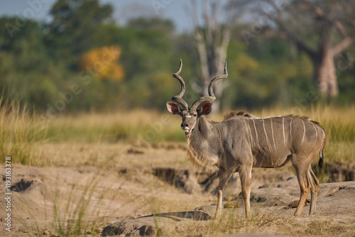 Принти на полотні Male Greater Kudu (Tragelaphus strepsiceros) in an open grassy area in South Lua