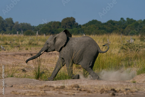 African Elephant (Loxodonta africana) in South Luangwa National Park, Zambia    photo