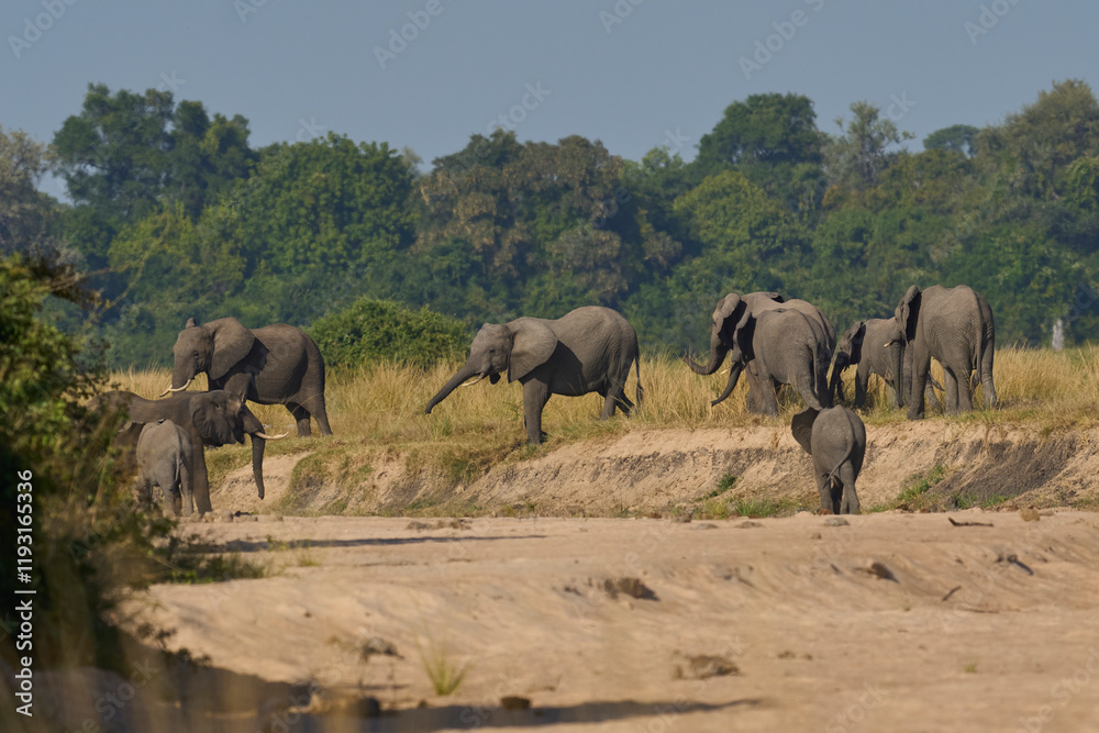 Multiple groups of African Elephant (Loxodonta africana) congregate at a sand river to drink from a pool dug below the surface in South Luangwa National Park, Zambia Multiple groups of African Elephant (Loxodonta africana) congregate at a sand river to drink from a pool dug below the surface in South Luangwa National Park, Zambia