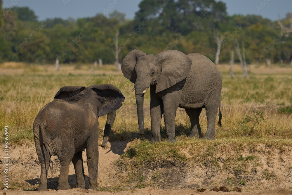 Multiple groups of African Elephant (Loxodonta africana) congregate at a sand river to drink from a pool dug below the surface in South Luangwa National Park, Zambia Multiple groups of African Elephant (Loxodonta africana) congregate at a sand river to drink from a pool dug below the surface in South Luangwa National Park, Zambia