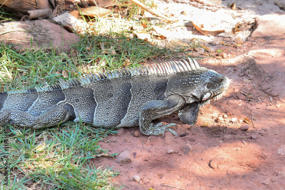 Iguana or chameleon-lizard in a caatinga region in the municipality of Piranhas - Alagoas, in the Northeast of Brazil. Iguana or chameleon-lizard in a caatinga region in the municipality of Piranhas - Alagoas, in the Northeast of Brazil.